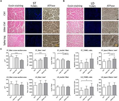 Homer 1 genotype AA variant relates to congenital splay leg syndrome in piglets by repressing Pax7 in myogenic progenitors